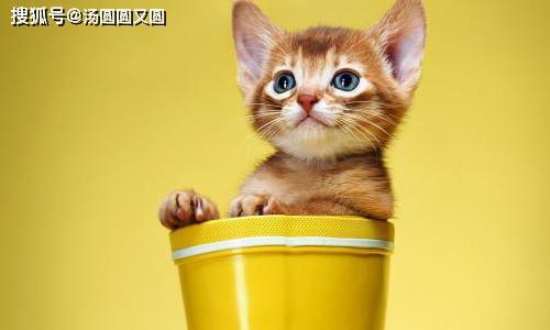 娱乐吃瓜茶小猫,揭秘茶小猫的幕后故事  第2张